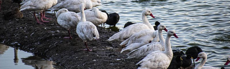 Archivo:07-Cisnes en el humedal de Cáhuil, Barrancas.jpg
